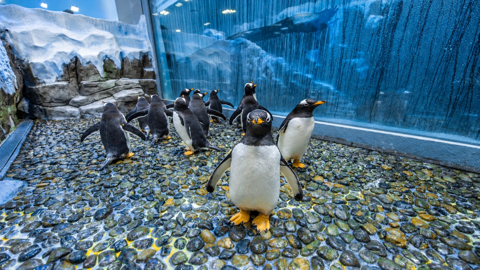 Пингвины на галечной площадке в Penguin Cove комплекса Dubai Aquarium